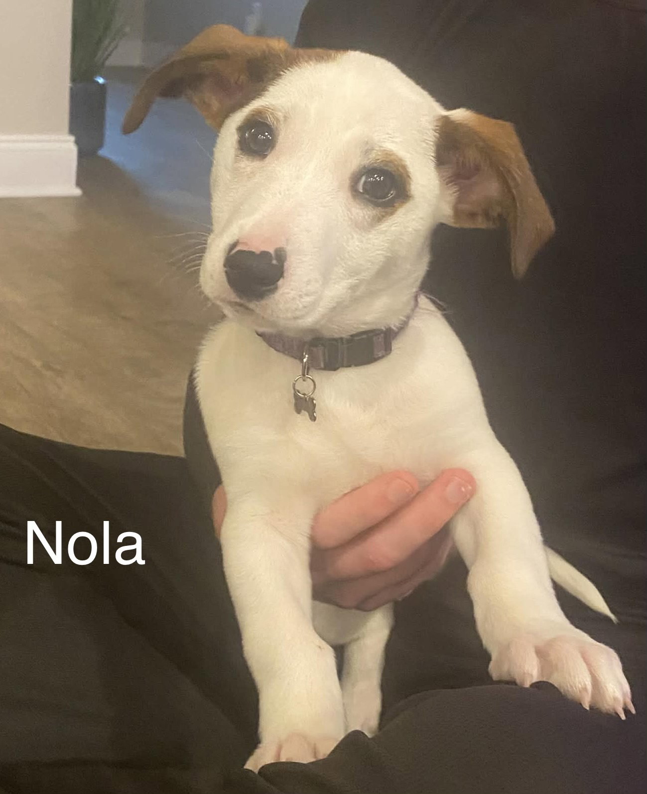 Nola Image