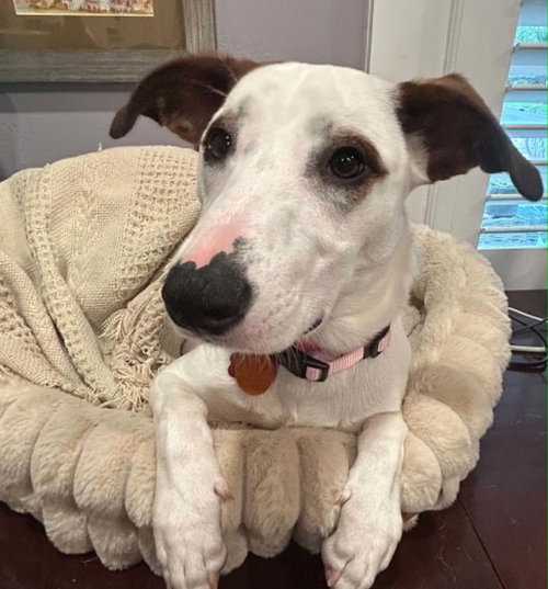 Nola, an adoptable Australian Cattle Dog in Mobile, AL