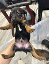 Dudley - Photo 3
