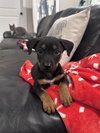 Dudley - Photo 1