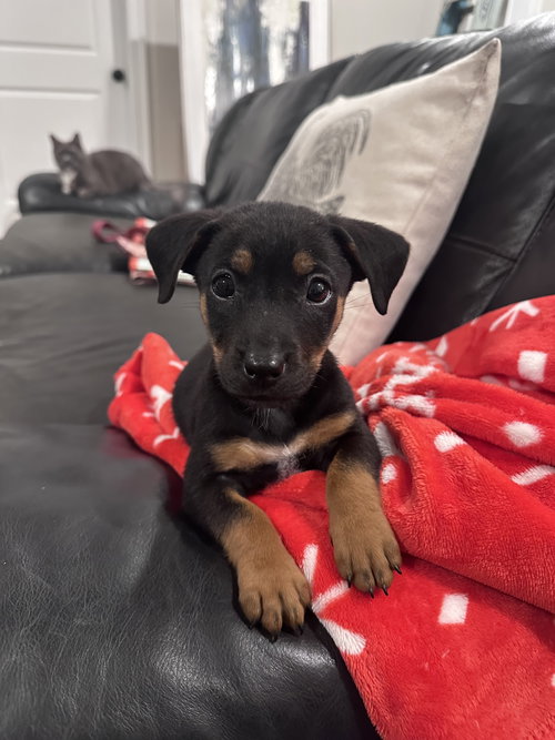 picture of the dog needing adoption