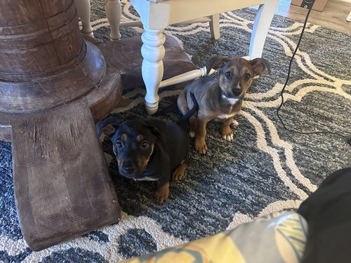 DUDLEY - Australian Cattle Dog/Blue Heeler / Chihuahua available for adoption