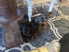 Rosie - Photo 2