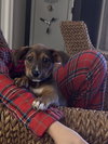 Rosie - Photo 1