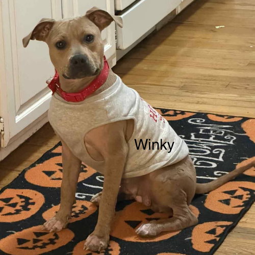 WINKY - Unknown available for adoption