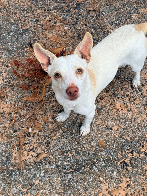 ELFIE - Chihuahua available for adoption