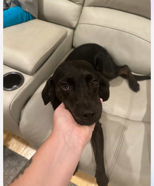 DOLLY - Labrador Retriever available for adoption