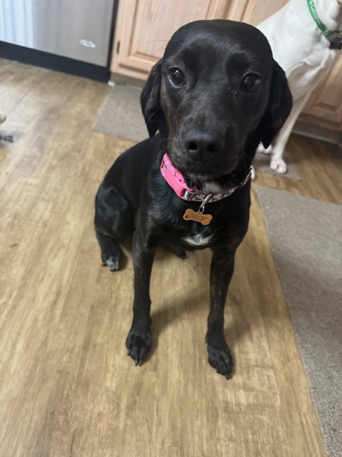 picture of the dog needing adoption