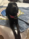 Dolly - Photo 3