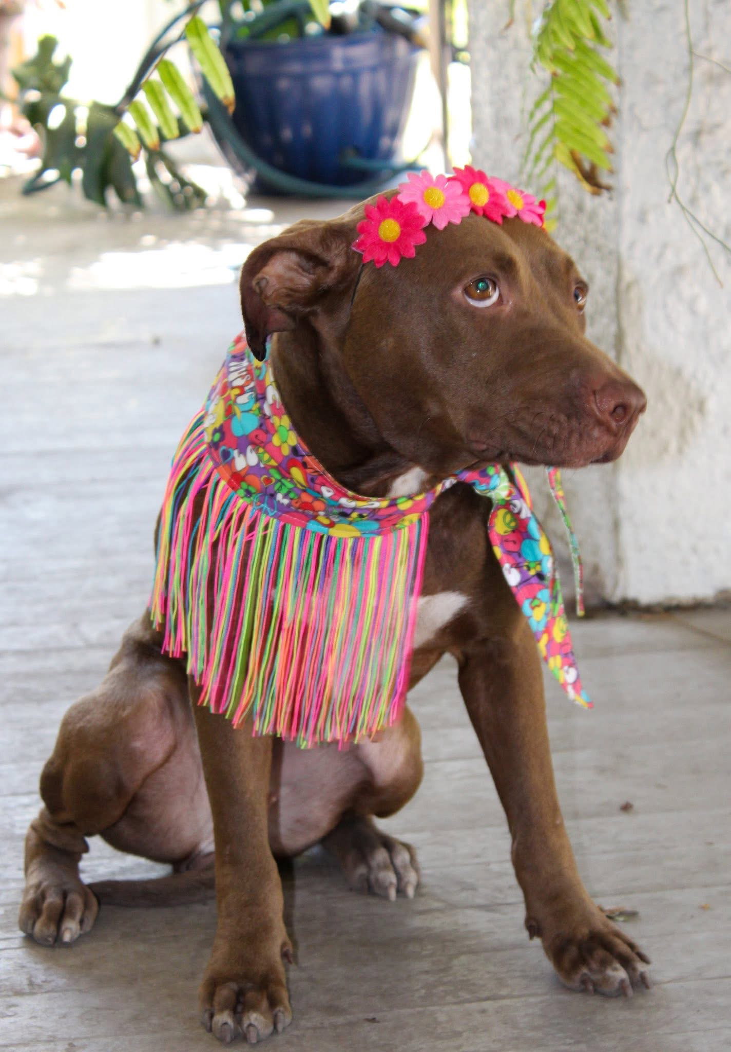 Molly Image