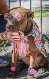 Molly - Photo 3