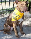 Molly - Photo 4