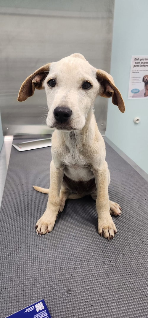 DAWSON - Labrador Retriever available for adoption
