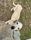 Dawson - Photo 3