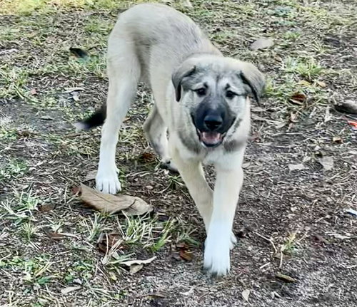 picture of the dog needing adoption
