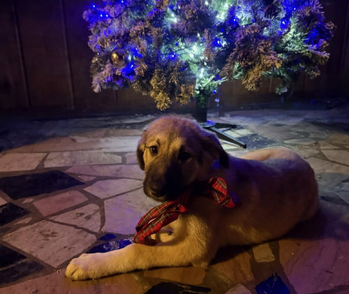 RACOON - Great Pyrenees / Anatolian Shepherd available for adoption
