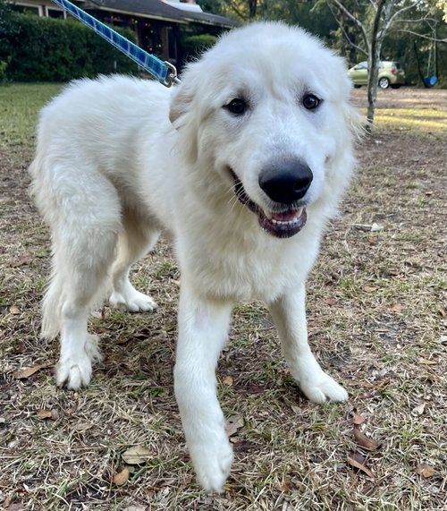 MAJOR - Great Pyrenees available for adoption