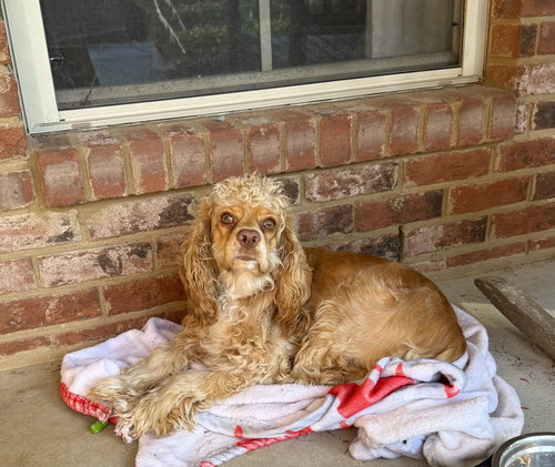 picture of the dog needing adoption