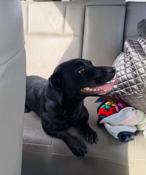 picture of the dog needing adoption