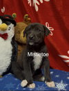 Mistletoe - Photo 3