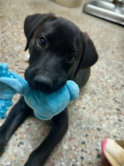 MISTLETOE - Terrier available for adoption