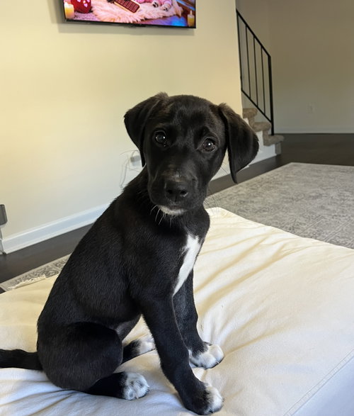 MISTLETOE - Terrier available for adoption