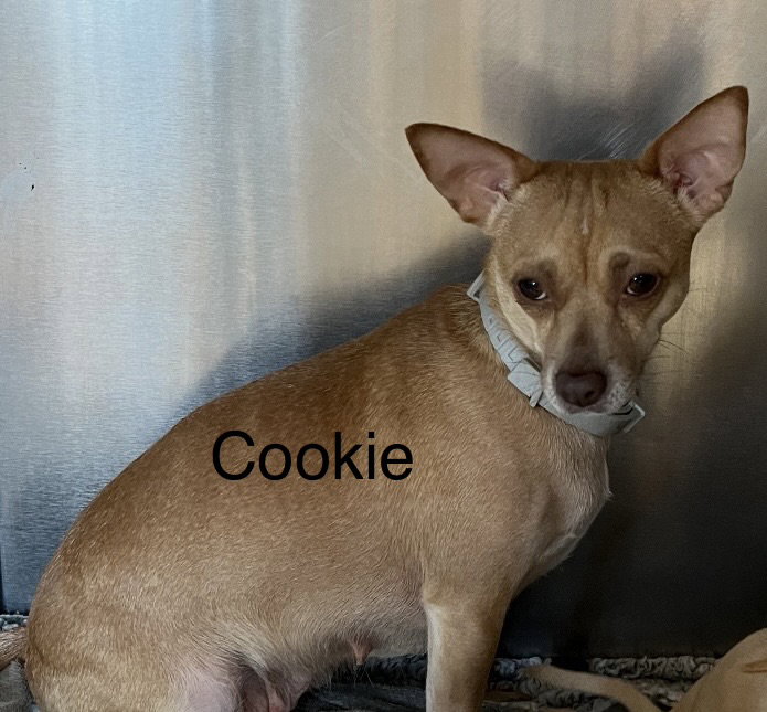 Cookie