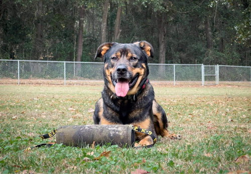 picture of the dog needing adoption
