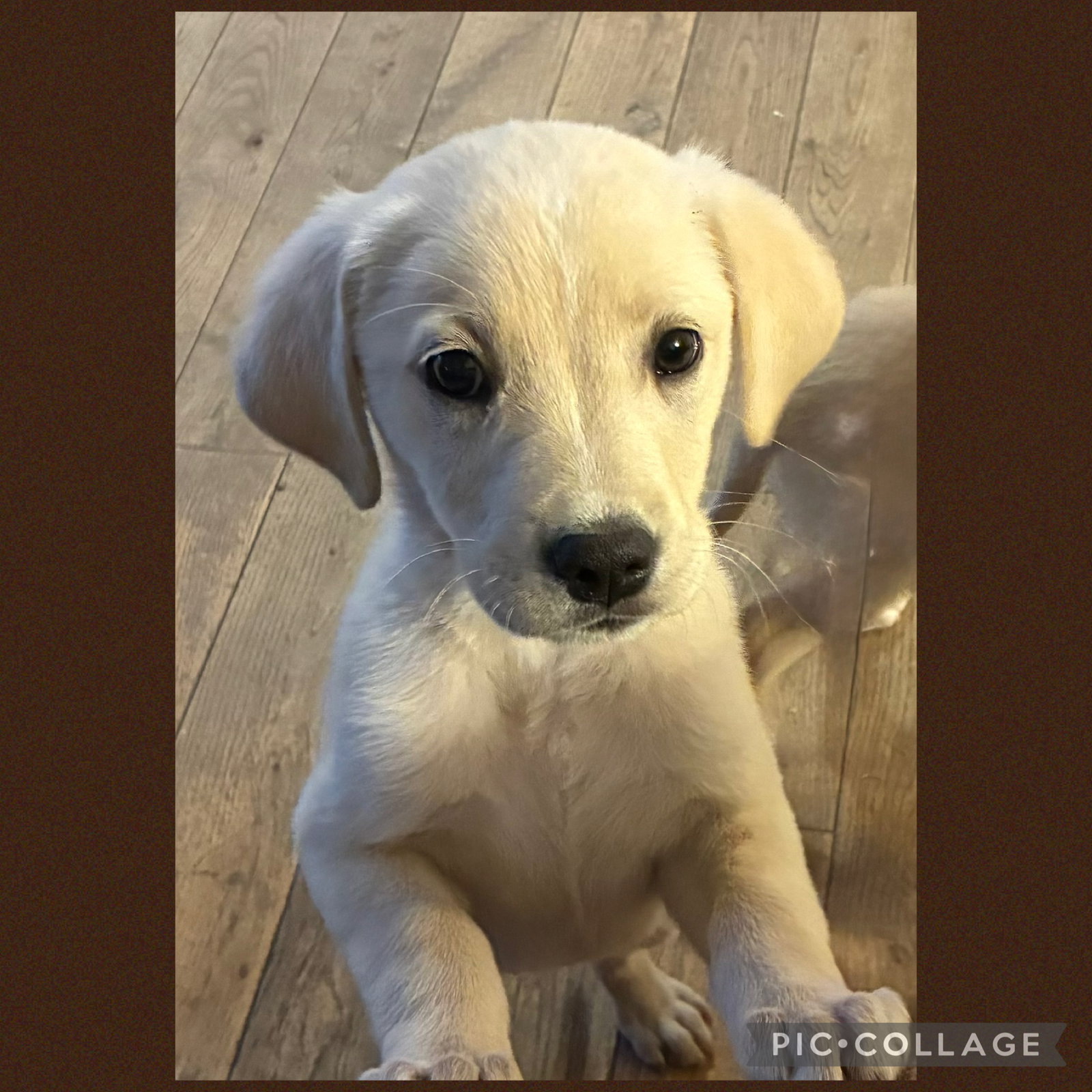 Eliza Image