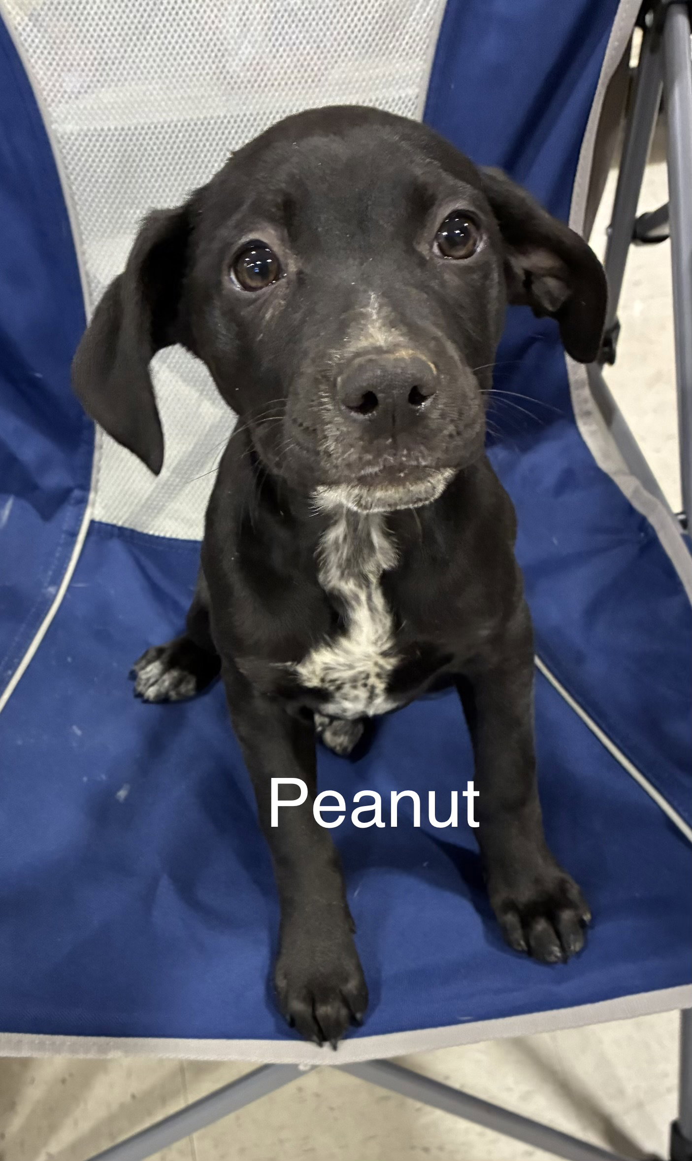 Peanut Image