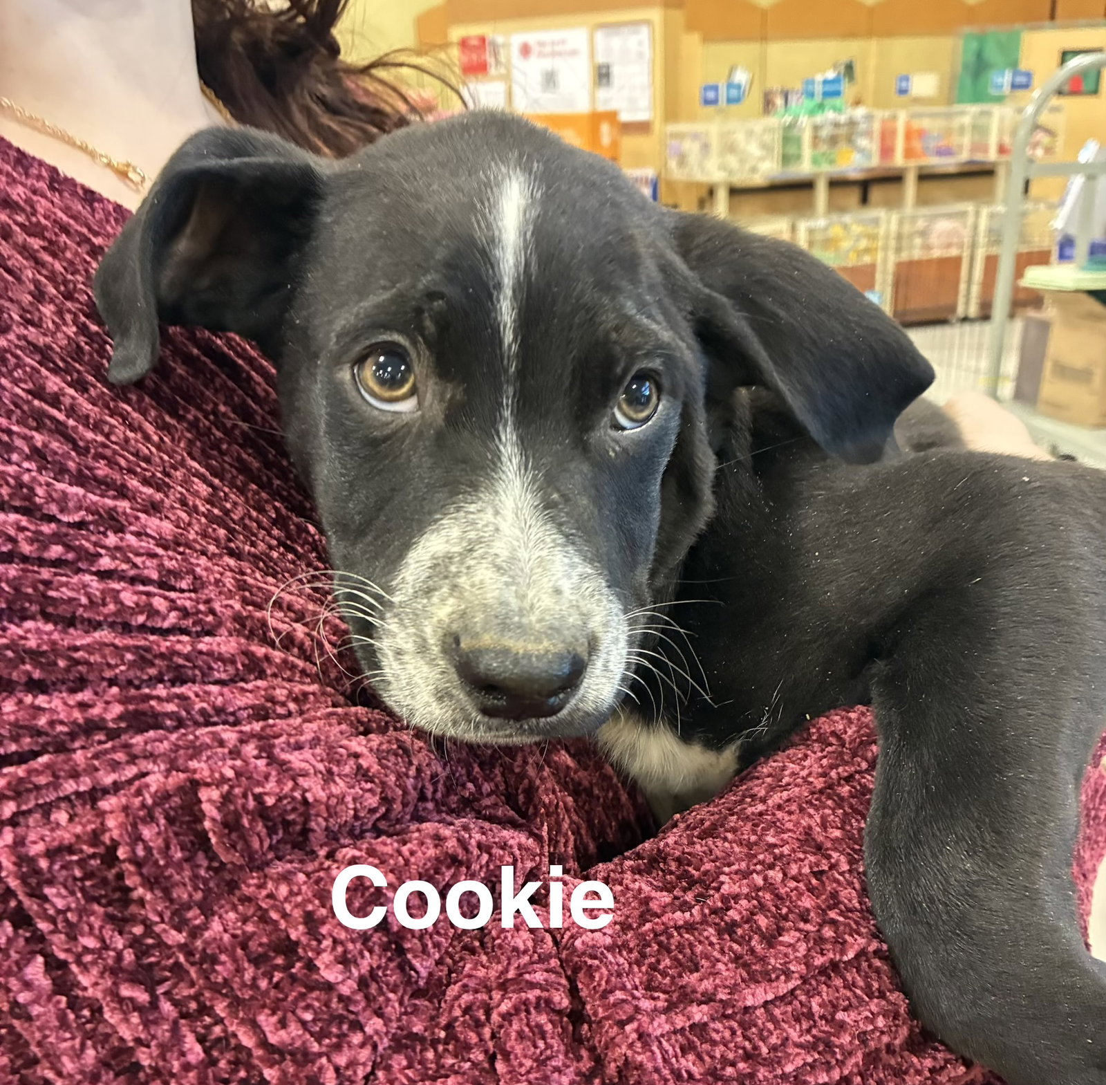 Cookie Image