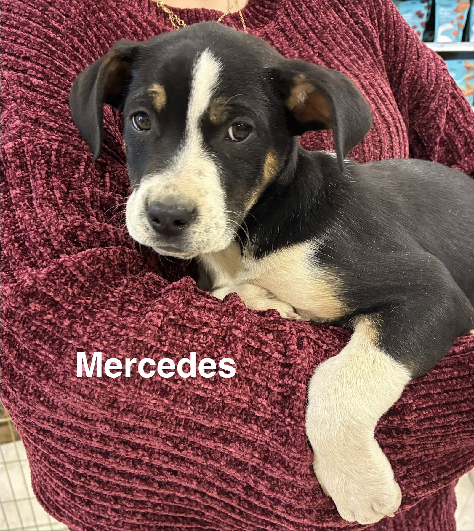 Mercedes Image
