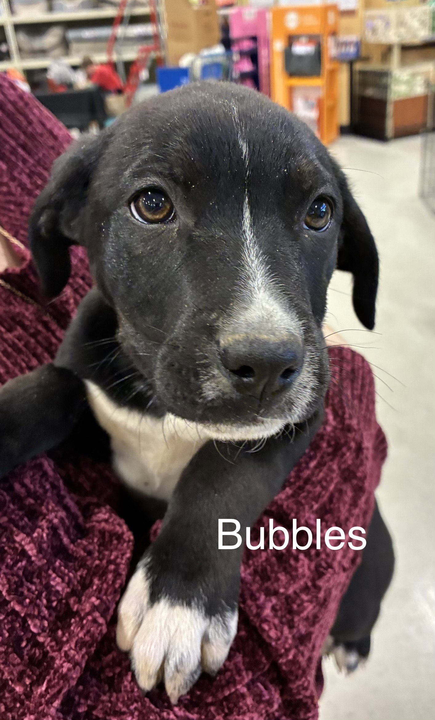 Bubbles Image