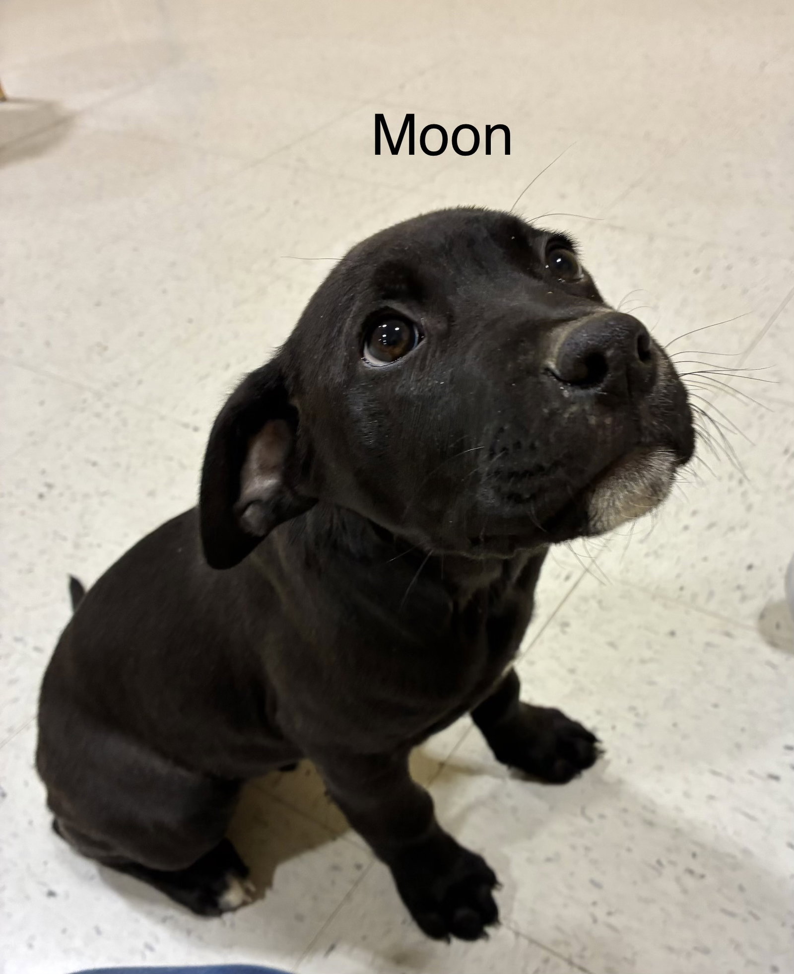 Moon Image
