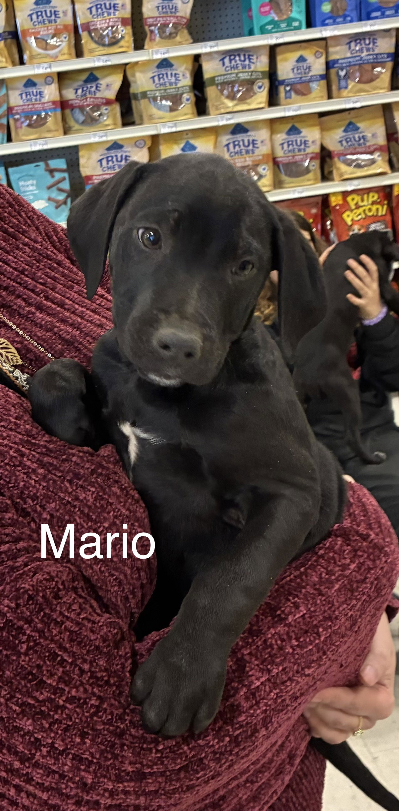 Mario Image