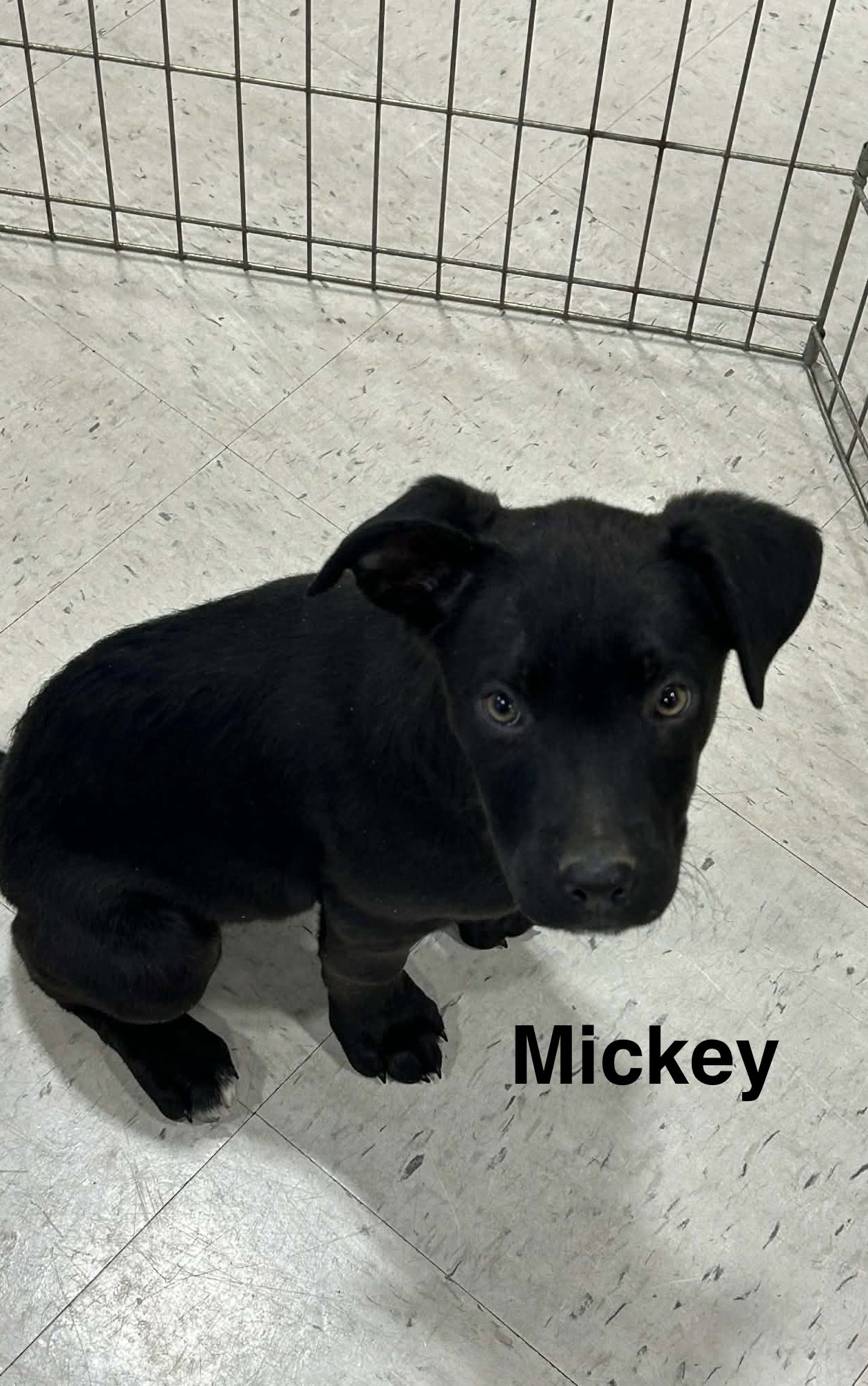 Mickey Image