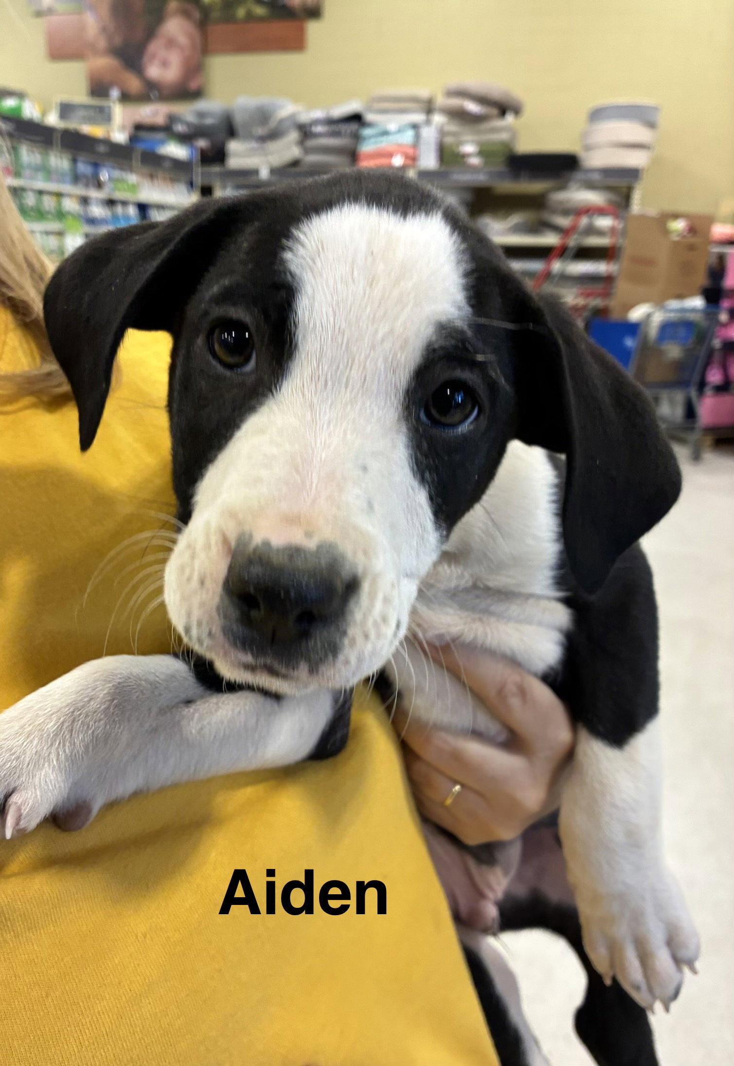 Aiden Image