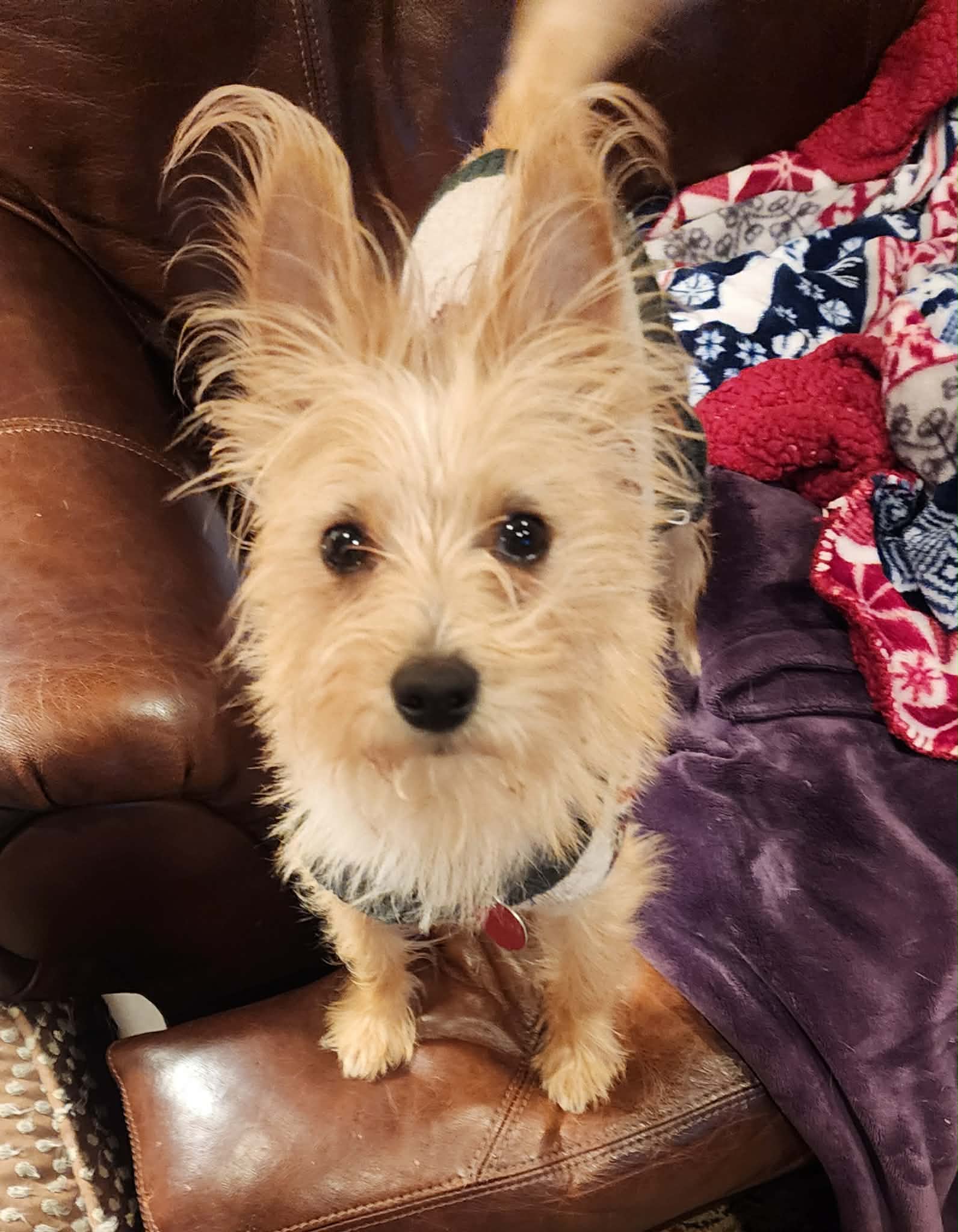 Muffin Image