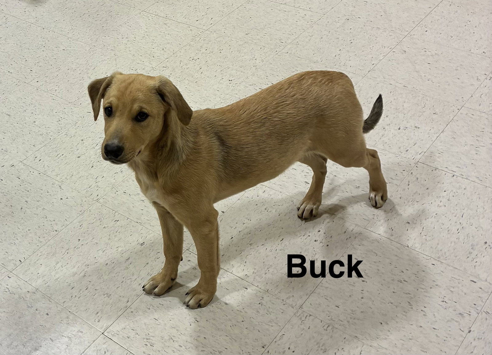 Buck Image