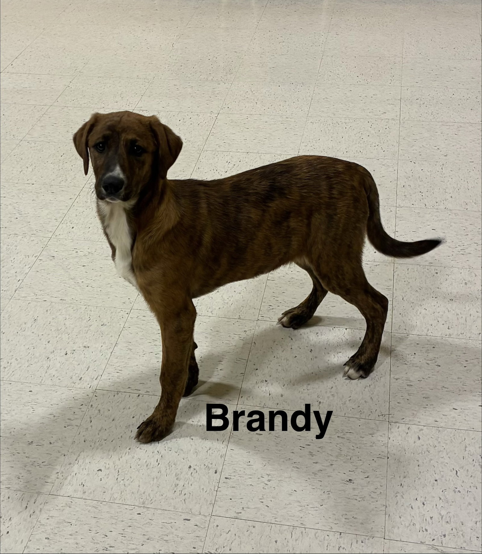 Brandy Image