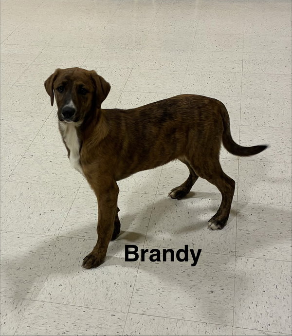 Brandy