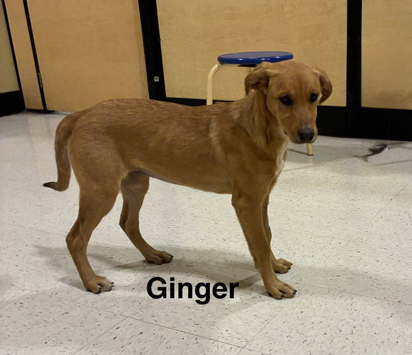 Ginger