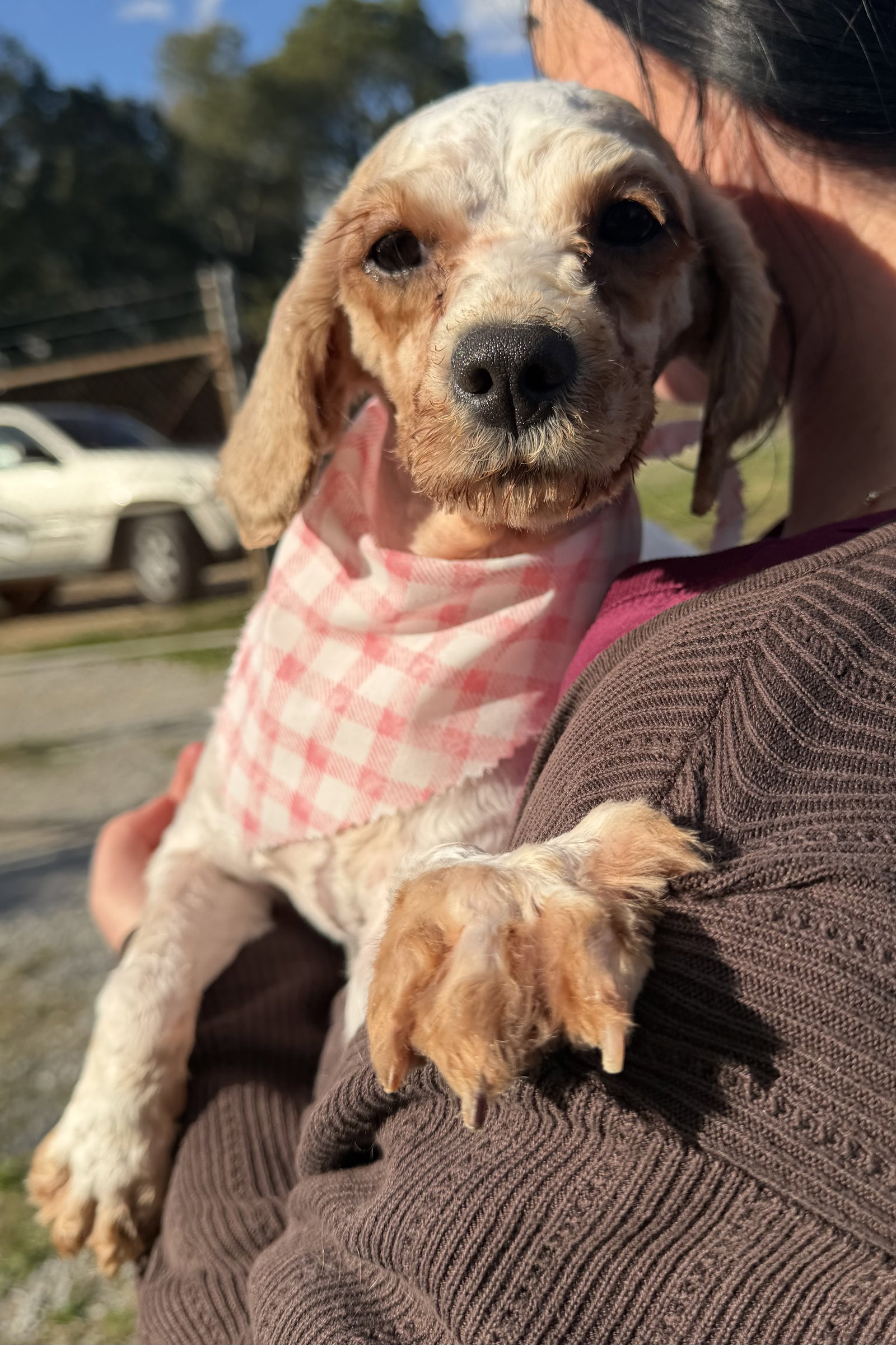 Gigi Image
