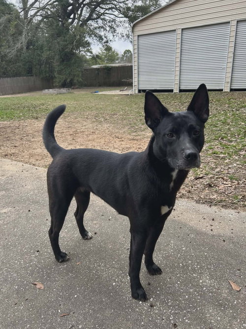 picture of the dog needing adoption