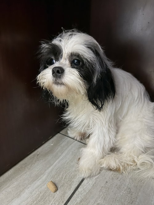 Gizmo