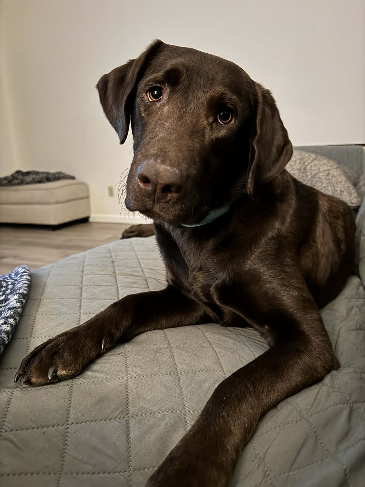 Mocha