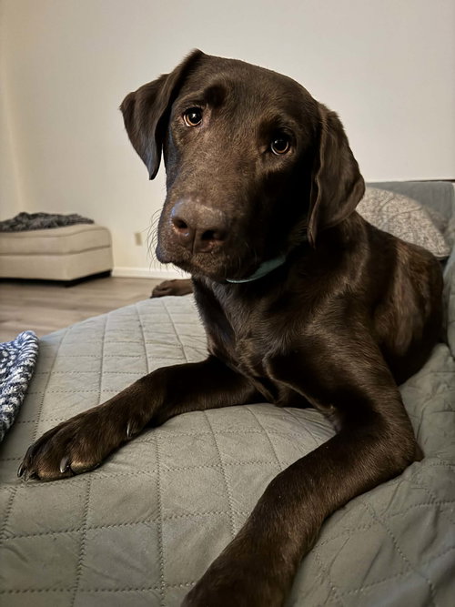 Mocha