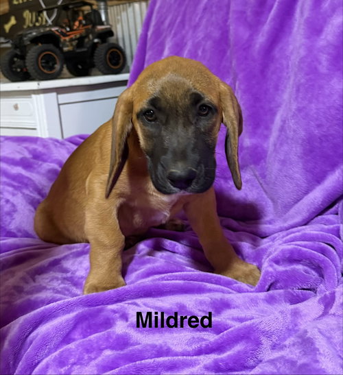 MILDRED - Basset Hound / Black Mouth Cur available for adoption