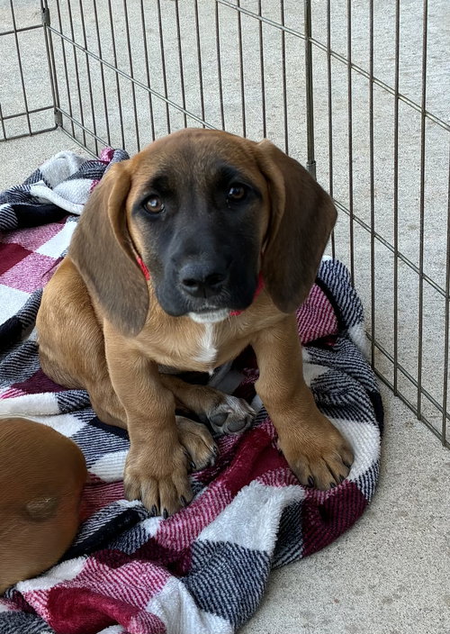 MILDRED - Basset Hound / Black Mouth Cur available for adoption