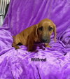 Wilfred - Photo 1
